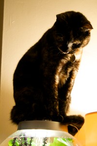 Yet another of the Cat