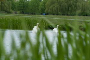 Swans Again