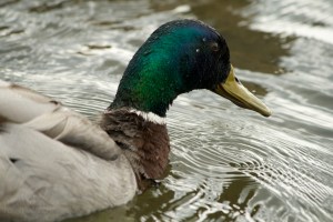 another duck