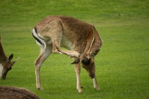 Deer, scratching