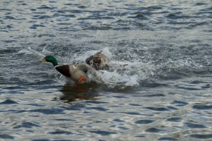 Ducks still fighting