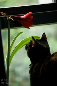 Cat and Flower