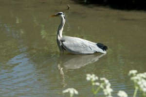 Heron