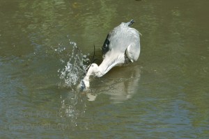 Heron Hunting
