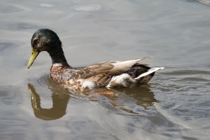 Another Duck