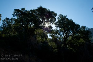 Sun through the trees